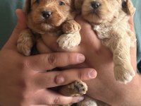 Kilo Garantili Ev Ortamındaki maltipoo Yavrularım