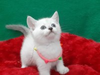 Golden British Shorthair