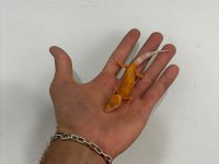 Leopard gecko