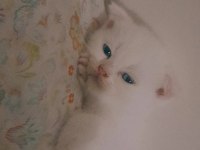 Scottish Fold Beyaz ve Blue Point yavru
