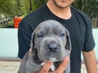 Üretim çiftliğimizden Üst kalite Cane Corso yavrular