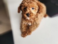 2 aylık aşıları tam 2.5 kilo garantili micro poodle