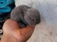 Cüce Tavşan Yavruları