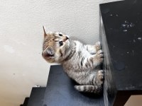 Sağlıklı british shorthair hazır yavrular