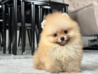 Üst Kalite Pomeranian Yavrular
