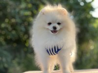 Kutup ayısı pomeranian boo