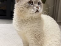 Ücretsiz Scottish Fold Kedisi 3 Yaşında