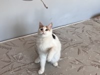 Oyuncu kedimiz Lola ailesini arıyor
