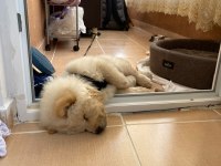 Tatlılar tatlısı çin aslanı köpeğimiz mars
