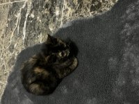 Dünya Tatlısı Sevimli Prenses Kedime Yuva Arıyorum