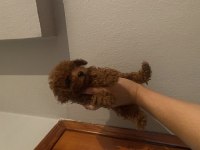 Kore Teacup Poodle Bebekler