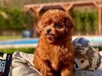 Eğitilebilir Toy Poodle Yavruları ile Evinize Neşe Katın