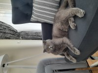 Dişi scottish fold