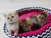 Golden 2 aylık british longhair dişi yavrular