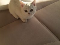 British shorthair uygun kedimiz