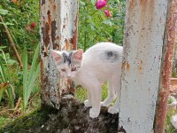 KEDİMİZ BULUT OĞLUMUZA YUVA ARIYORUZ