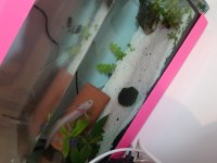 Axolotl su semenderi