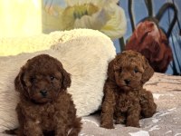 Safkan Toy Poodle Bebeklerimiz