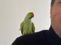 3 Yaş Civarında Erkek Pakistan Papağanı