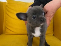 Gri özel renk mini boy elma kafa chihuahualar