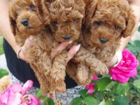 Toy Poodle Minik Yavrular