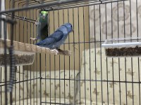 Yavrudan eşleme 8 aylık pied ve taşıyıcı takım forpus
