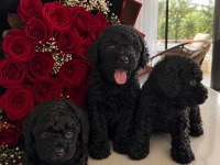 Siyah Toy Poodle Yavruları