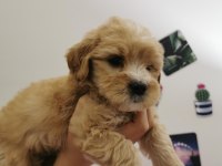 Orijinal Maltipoo Yavrular Randevu Alarak Bakabilirsiniz