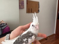 2 aylık fw sultan papağanı