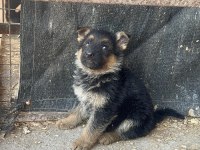 Alman Kurdu Yavru Köpeklerimiz