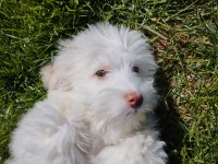 Acil uygun maltese terrier