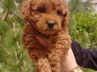 Super kalite poodle bebisler