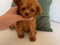 Orjinal toy Poodle Yavrumuz maya