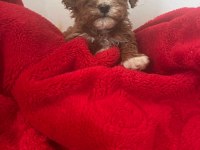 MALTİPOO BEBEKLERİMİZ SAHİPLENDİRİLECEK