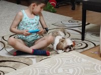 Yurt dışına taşınacağımdan Acil shih tzu