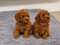 Yuvasını Bekleyen Safkan Toy Poodle Bebekleri