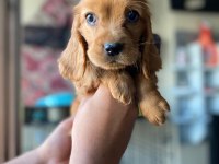 HARİKA COOCKER YAVRULAR