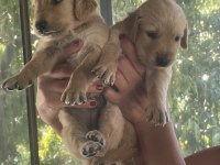 Safkan küt burun iri pati golden retriever yavrularımız