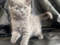 50 Günlük Dişi British Shorthair