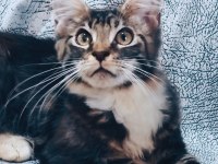 Maine coon yavrular full şecereli
