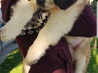 DEV ST BERNARD MİNİKLERİMİZ