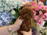 Bal Poodle Yavrum