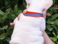 Harika fransız bulldog yavrular sizleri bekliyor