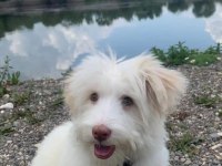Acil uygun maltese terrier deneyimliler yazsın