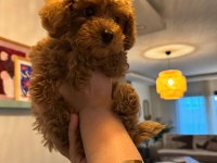 4 aylık dişi poodle