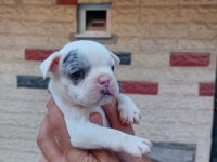 Bir şey anlatmaya gerek yok french bulldog yavrular ortada