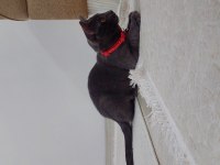Kakule'ye ailesini arıyoruz british shorthair