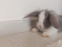 Hollanda lop tavşanımız