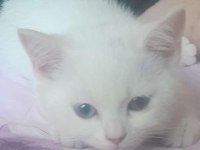 British shorthair İncimize yeni Aile arıyoruz