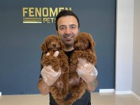 Toy Poodle Yavrular Her İle Aynı Gün Gönderilir
